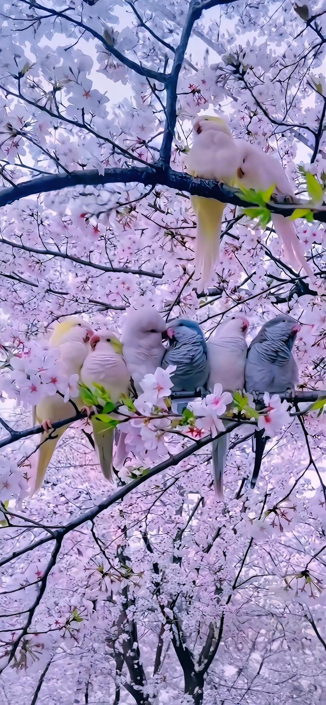手机壁纸～春风拂枝，繁花次第绽放，白樱似雪，粉桃含香。烟雨江南，花影垂落，猫咪静