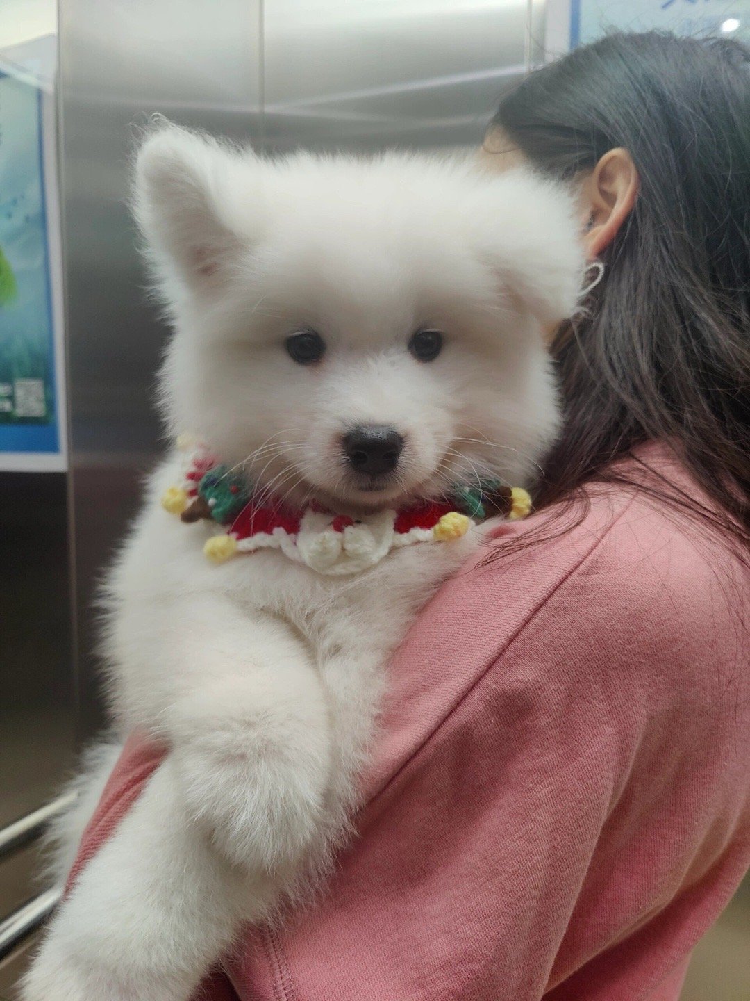 立耳立了一半的萨摩耶