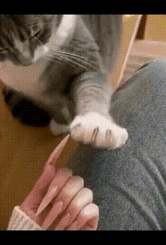 笑不活！猫咪嫌主人不会收指甲，当场开课示范铲屎官伸出修长美甲，家里的猫主子