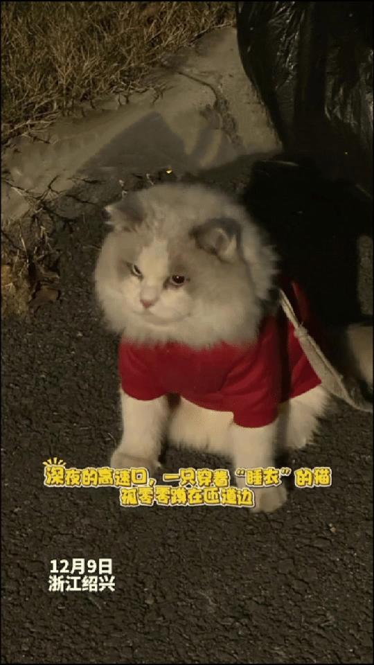 近日，浙江一高速收费员晚上巡逻时，发现旁边草丛有动静，一开始以为是流浪猫，结果走