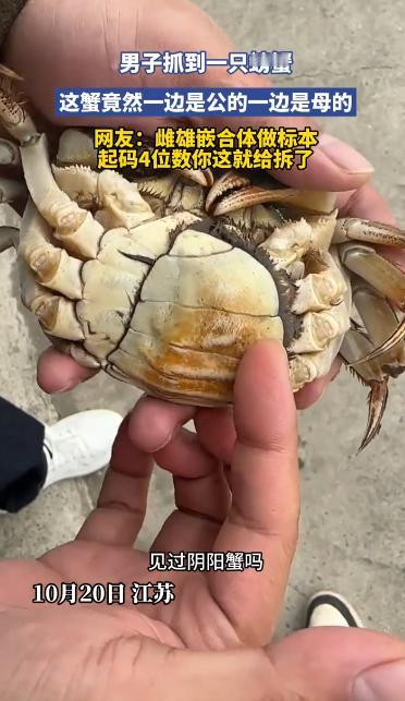 “活久见！”10月20日，江苏，一男子抓到了一只的“阴阳蟹”，这只螃蟹竟然一边是