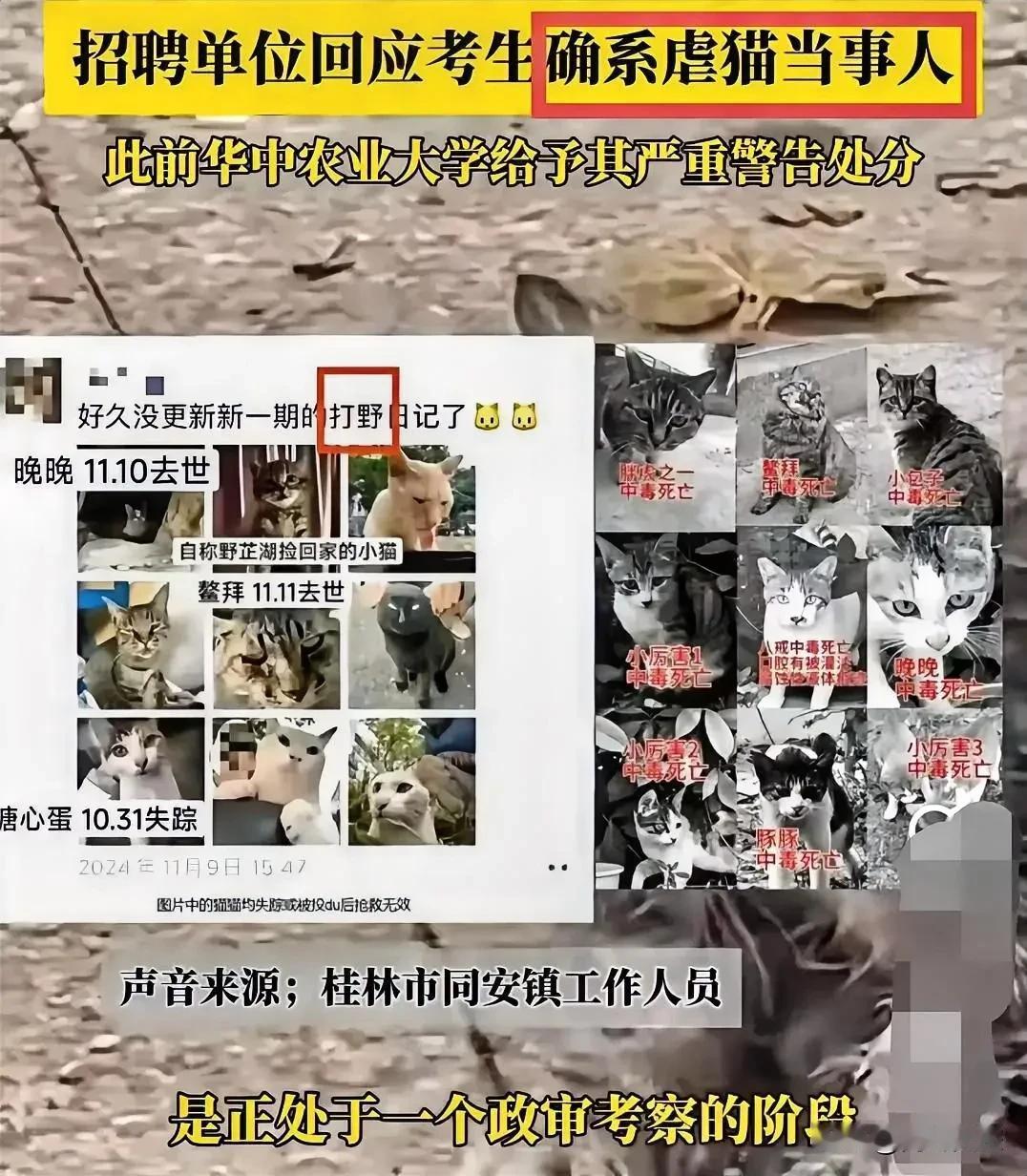 震惊！虐猫者竟入围桂林事业单位考察名单，后续令人咋舌近日，一则消息在网络上