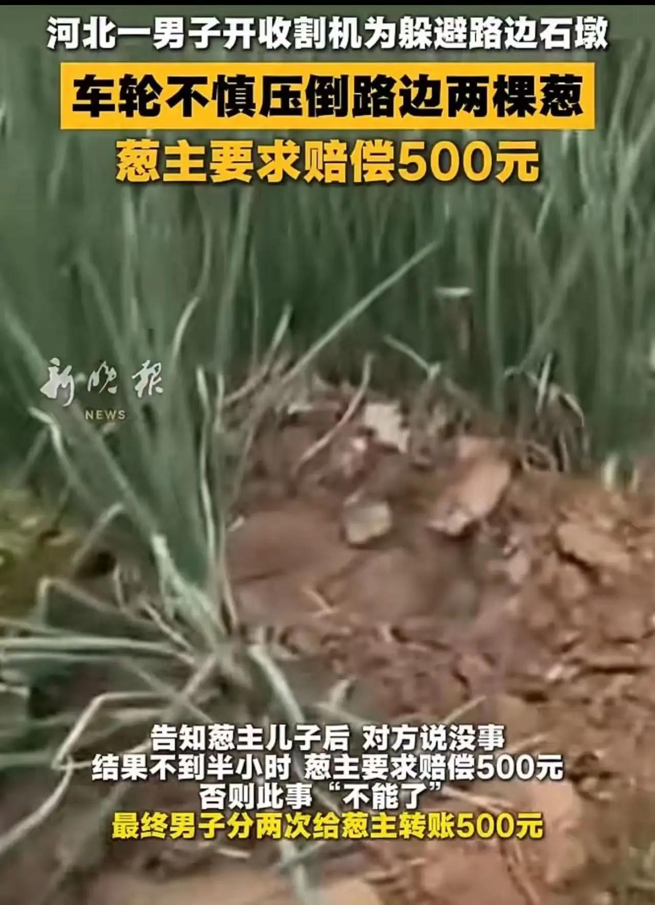 两棵葱与五百元：一场荒诞的“健康账”河北邯郸，收割机轰隆隆开进村，本是丰收的