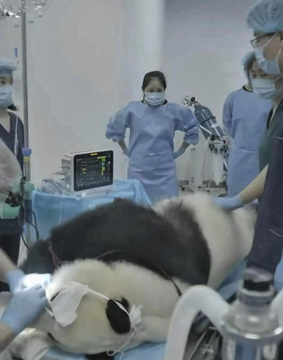 最近一只熊猫在医院做ct，结果全医院的医生都跑去撸猫了。事情的经过很简单，