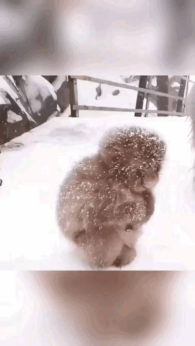 好可爱哦毛绒饿的像个玩具一样蹲在雪地里是等妈妈吗？[爱心]