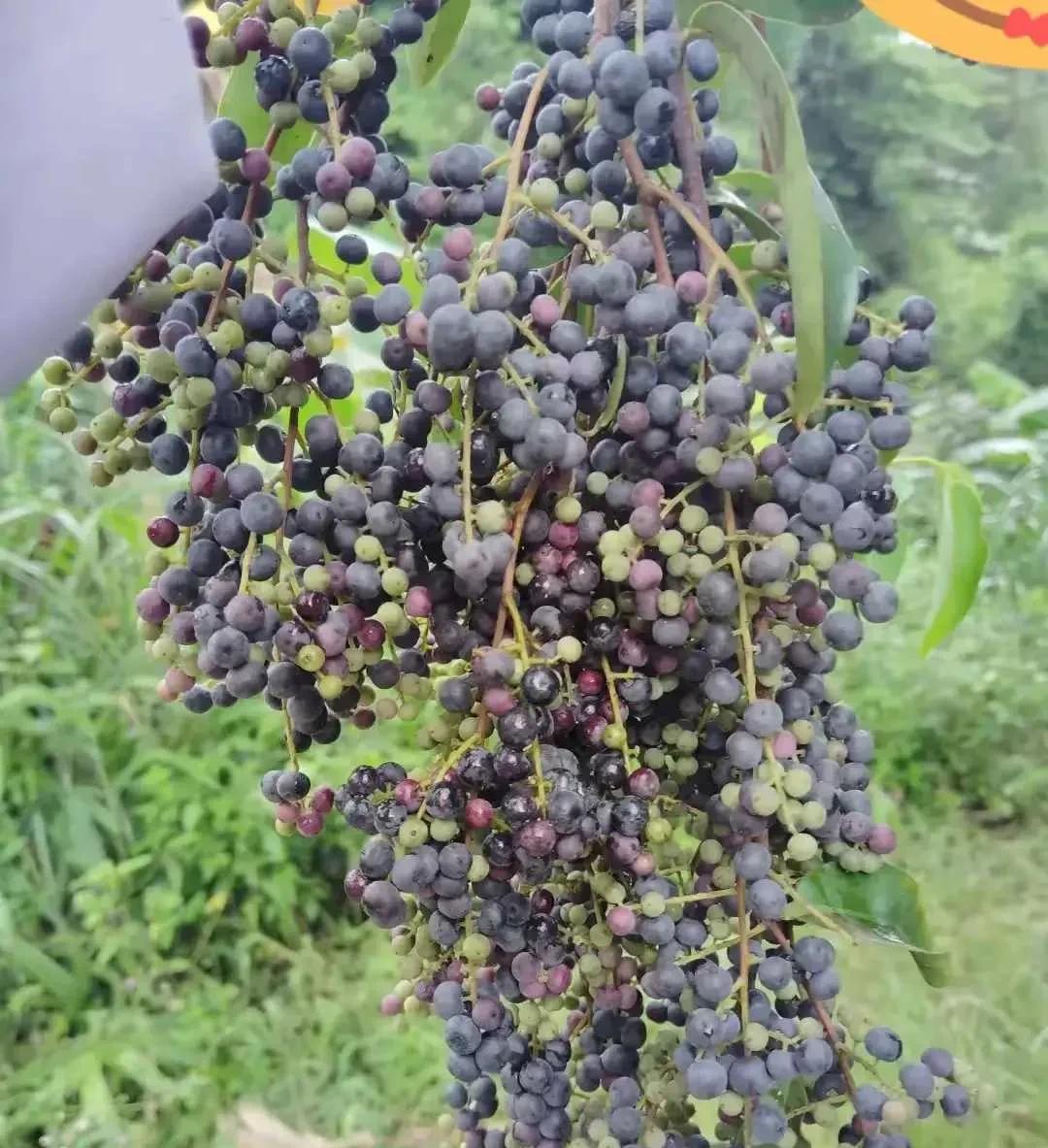 好久没有吃过这种小野果了
