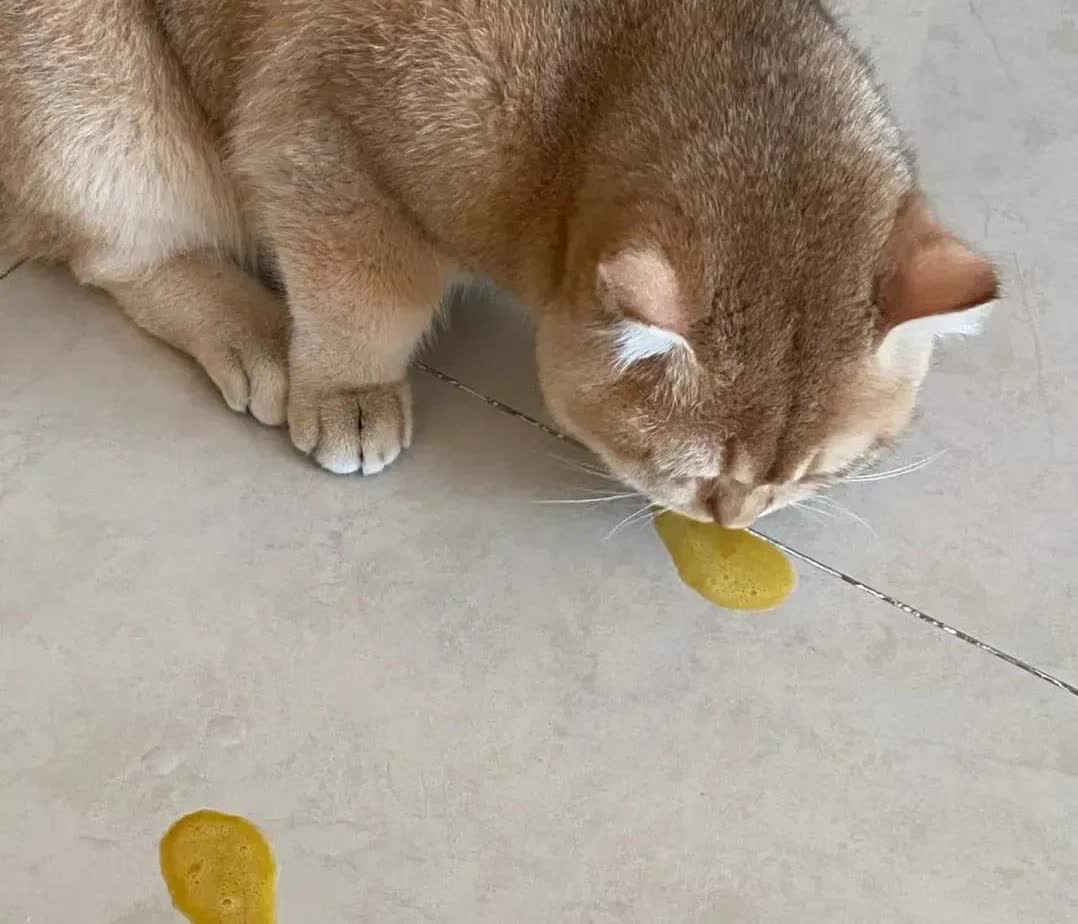 安徽，一名女子在看电视的时候，突然发现自己的猫咪，开始在地上呕吐，吐出了两股黄色