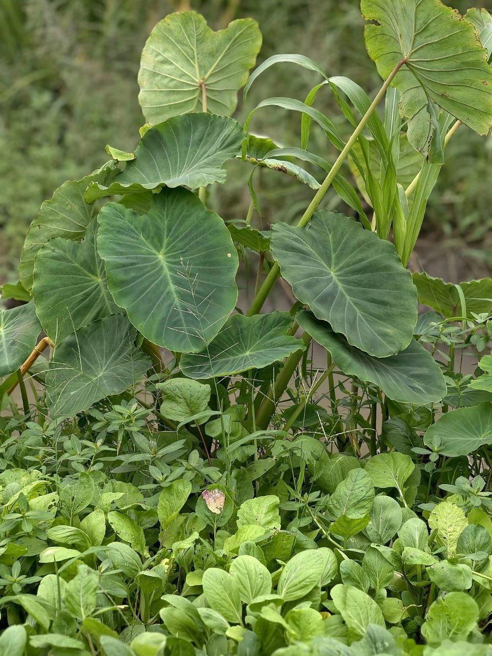 国庆回了乡下，陪着家里人侍弄菜园。拿上瓢给菜苗浇水，蹲在地里一起种菜，安安稳稳享