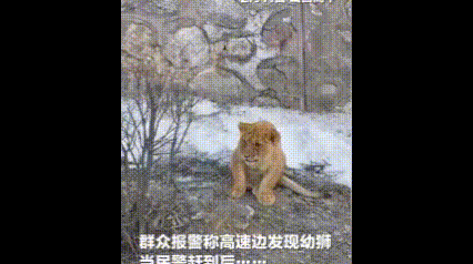 大半夜接到报警说高速边有狮子。民警第一反应：肯定是假警。结果到了现场，全员傻