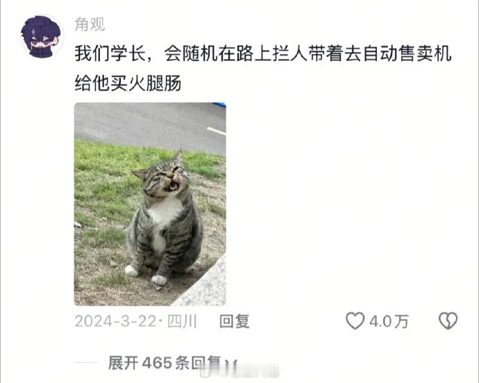 他们才不是流浪猫，只是家大了点而已