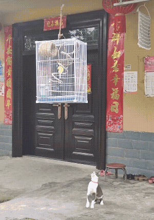 弹跳力太强了![doge]