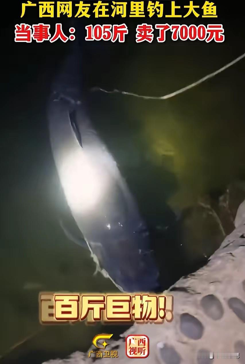 “卖亏了！”广西柳州，一男子去河边夜钓，谁知却钓出一条105斤的大鱼，男子转身就