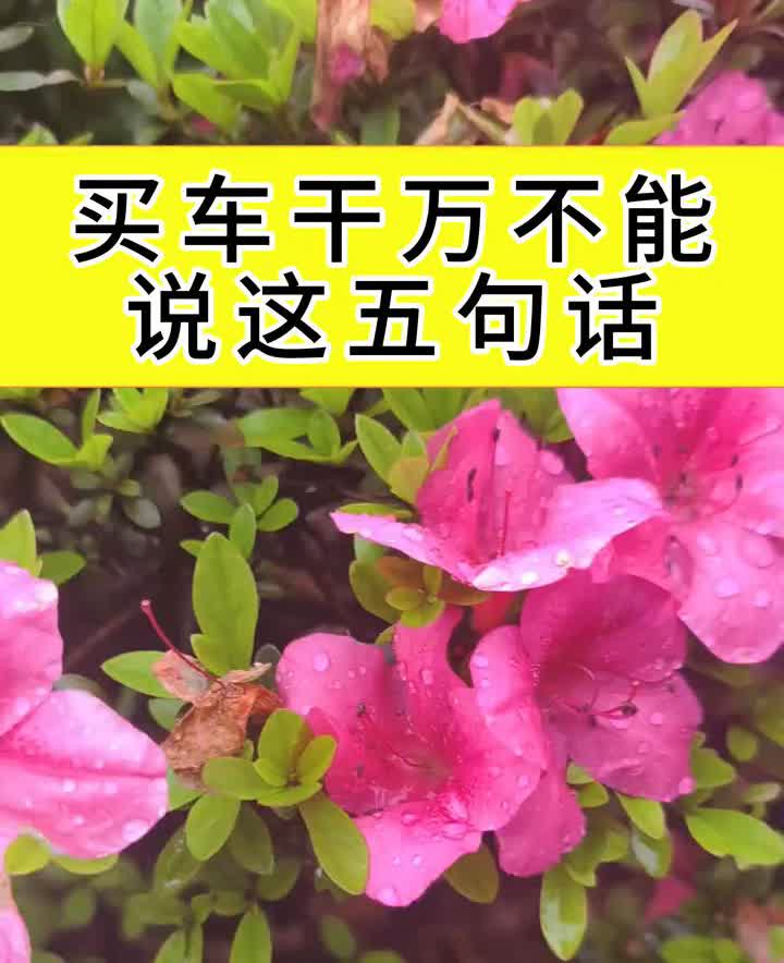买车千万不能说这五句话。·1、这车再便宜点就定了。·2、推荐下哪款性价比