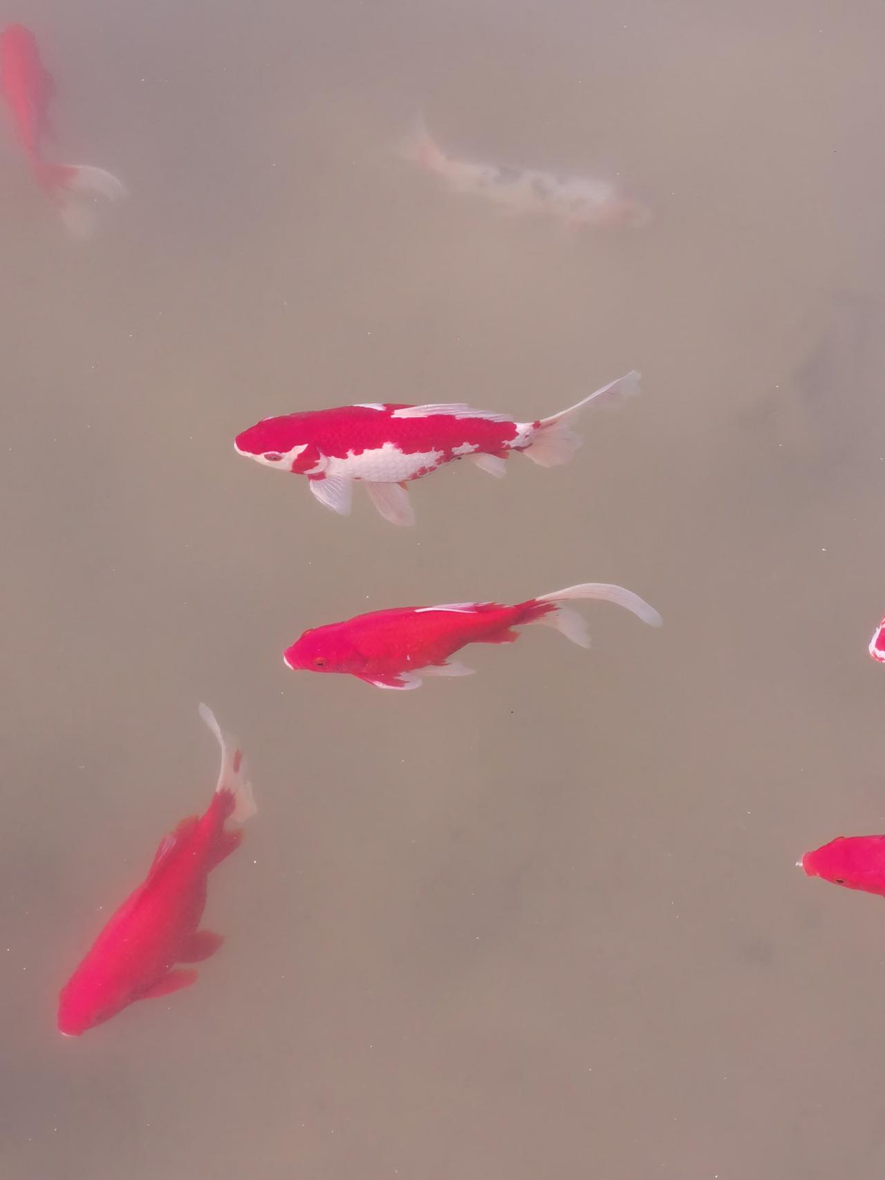 交易不要患上红眼病总结自己上一年的交易，亏钱全是因为得了红眼病，无脑所致。分析