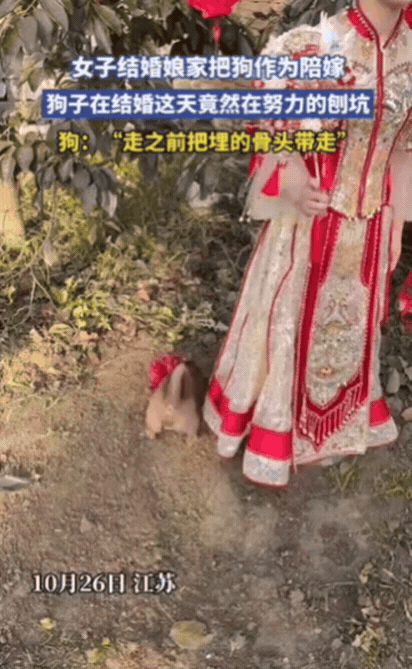 江苏一女子结婚,娘家竟然把狗作为陪嫁,没想到,女子结婚这天,狗子居然是只名叫“