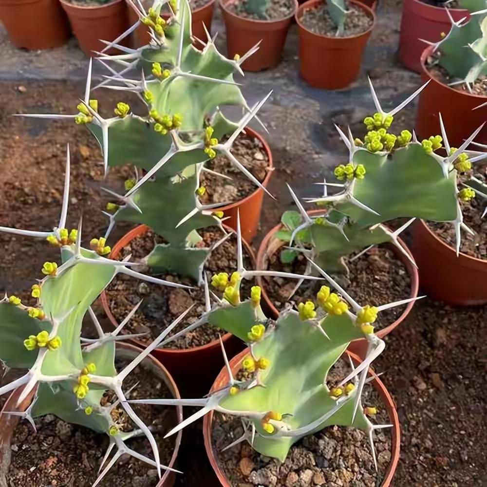 家里养了5年的“仙人掌”都快顶到天花板了，主人急得直跺脚！到底是该剪还是不