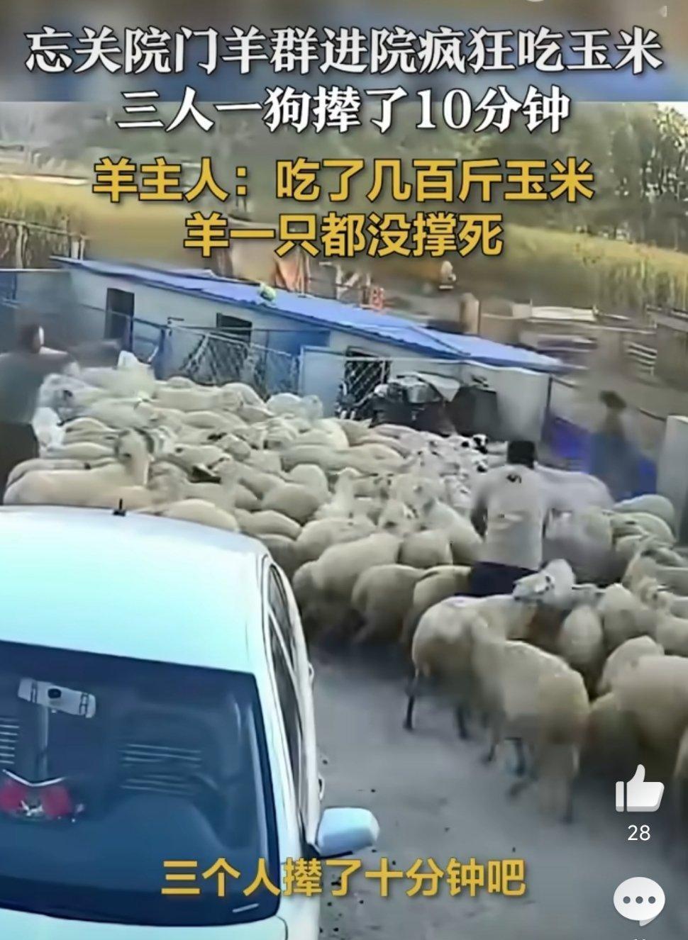 羊群进院狂吃几百斤玉米羊群“突袭”玉米地，看似好笑，实则是个提醒。这事儿暴露出我
