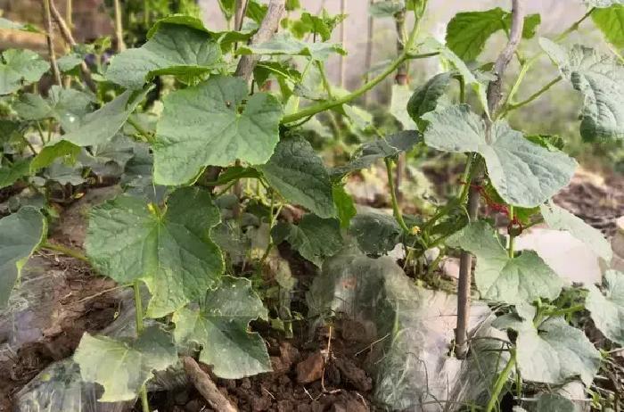 最近，田间黄瓜棚里，藤蔓爬到顶难题频发，怎么办？落蔓技术成救星，能让产量翻倍，寿