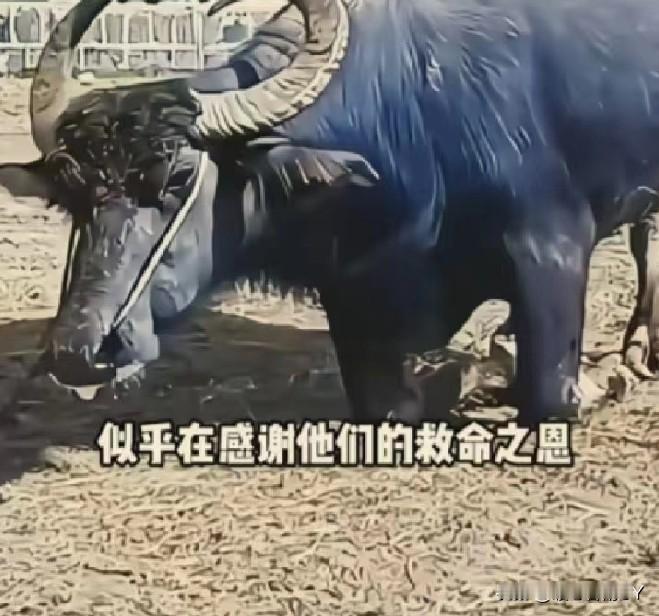 一头水牛在被送往屠宰场的途中，突然长跪在地，眼中满是泪水。它并非抗拒前行，只