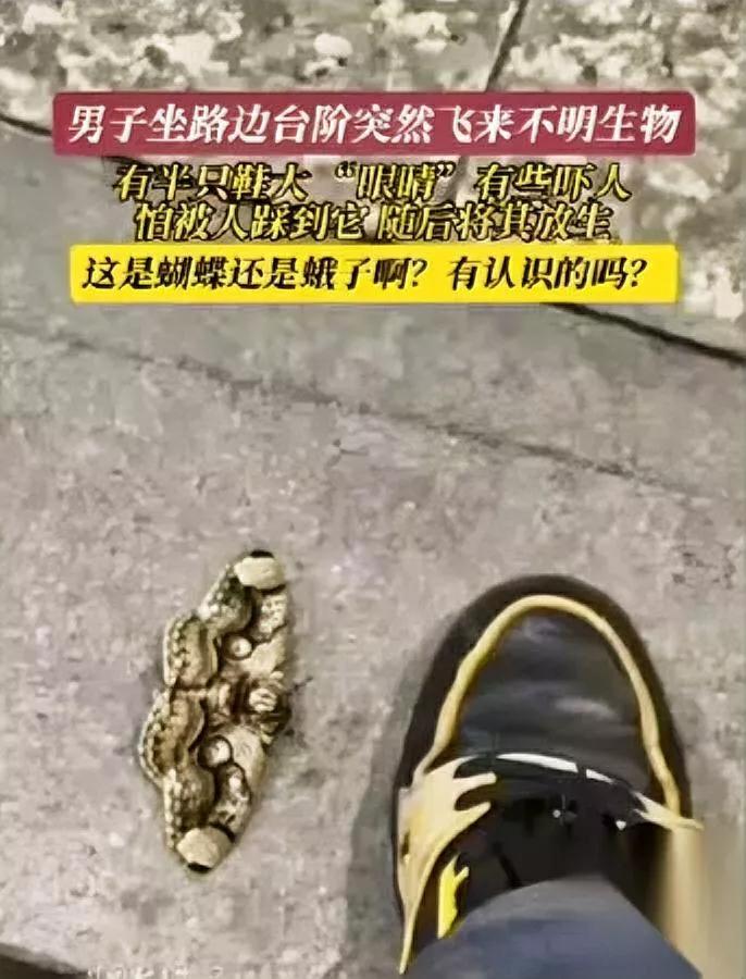 家人们谁懂！放走只“大眼睛”虫子，亏了58万！福建有个大哥路边见着只怪虫子—