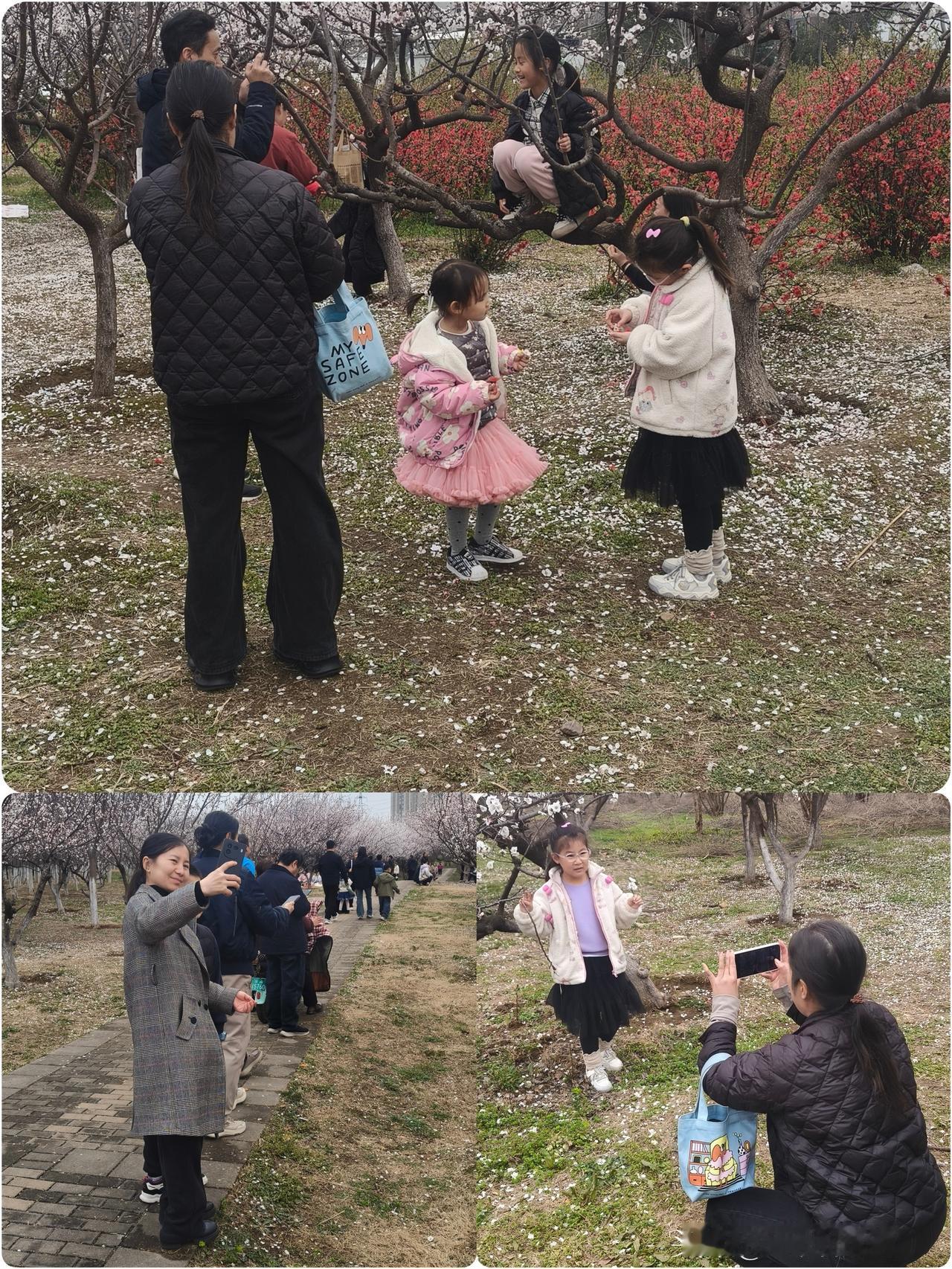 昨天星期天，带全家人出门游玩。漫步在海边公园的花海中，眼前的美景令人陶醉。火