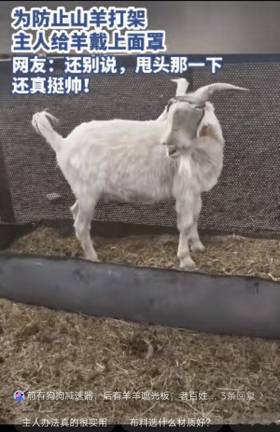 内蒙古，一名主人发现自家养的羊总爱打架，于是想了一个办法，找来一些布料分别给爱打
