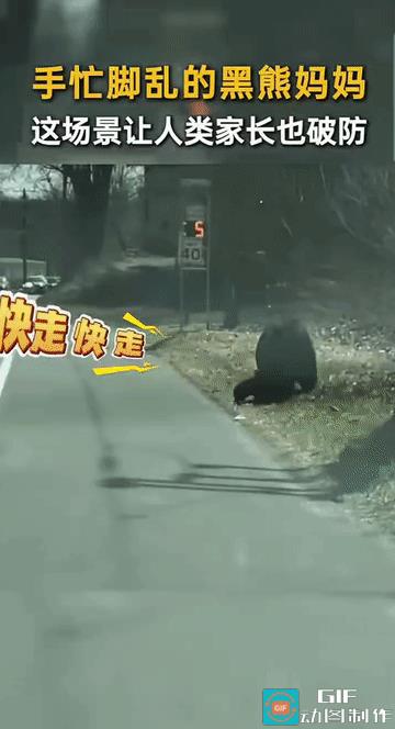 “这才是真正的熊孩子啊！”大马路上，一熊妈妈带着两个熊宝宝准备横穿马路，可两个孩