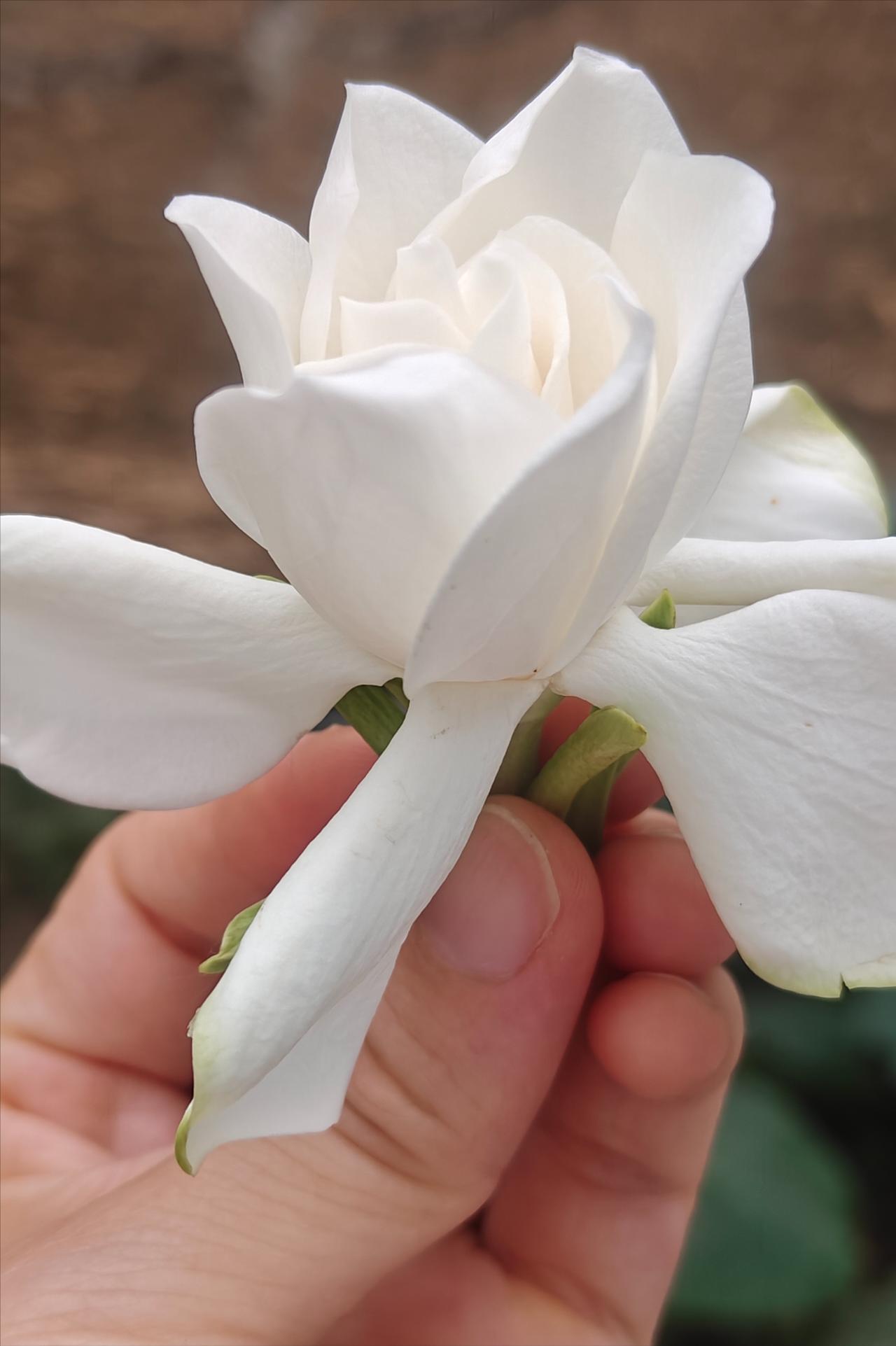 家里的栀子花开了，香喷喷！只是栀子花太容易惹虫子，黑色的小虫子密密麻麻，必须得
