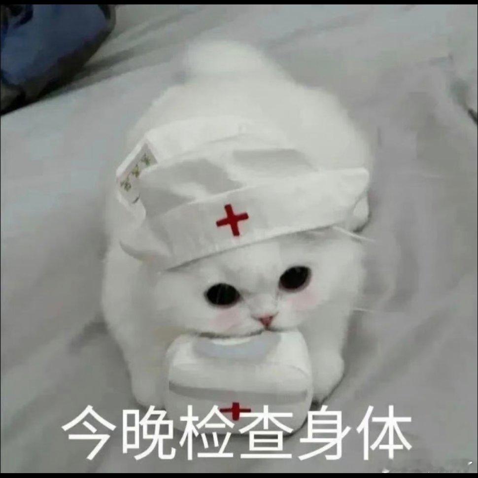 猫咪表情包