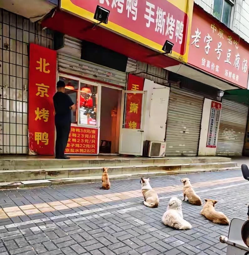 “小狗严选！”洛阳一家烤鸭店每天第一波客人居然是汪汪队，5只小狗街头自觉排队等投