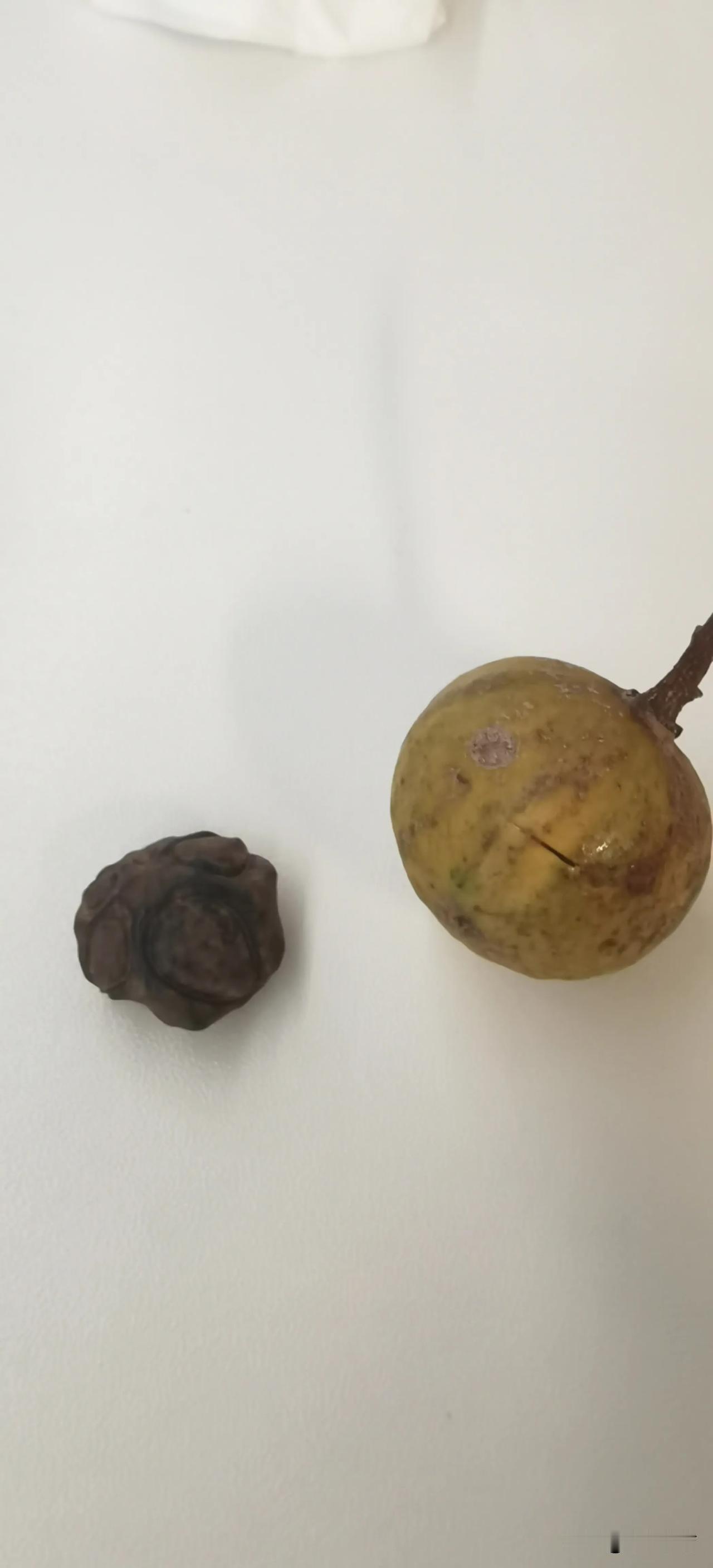 有认识的不？