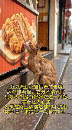一幕让人心酸破防的画面！街头一只流浪小猫，身形瘦弱不堪，瘦得只剩一把骨头。