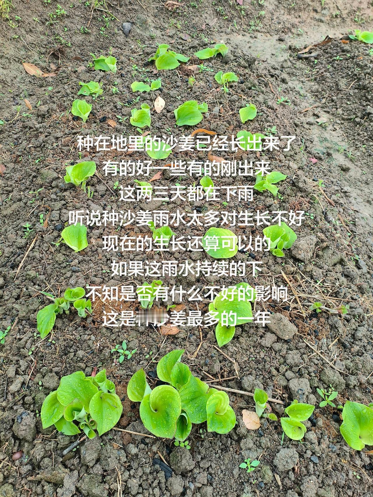 种在地里的沙姜已经长出来了有的好一些有的刚出来这两三天都在下雨听说种沙姜雨