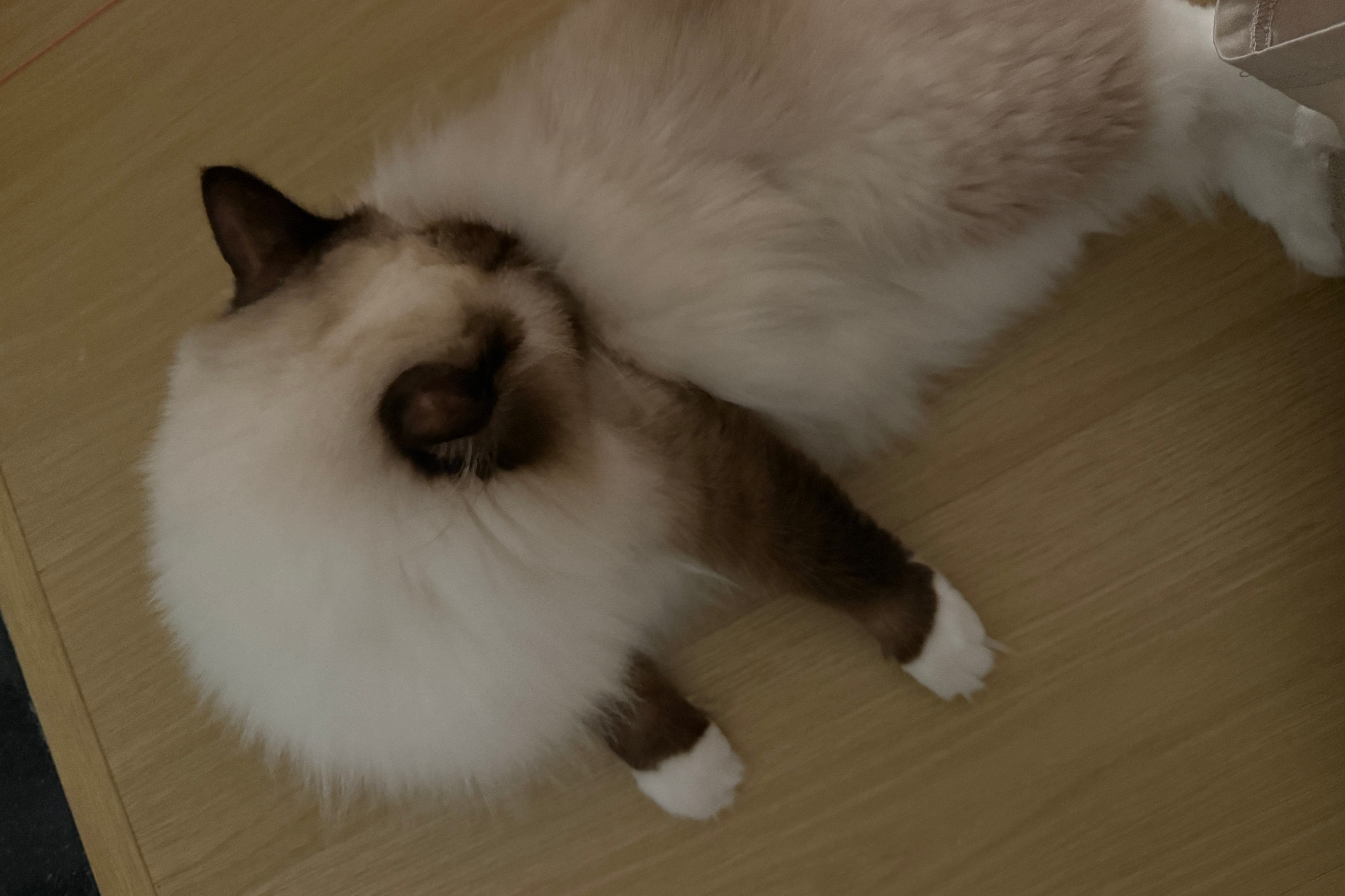 小猫咪又什么烦恼呢