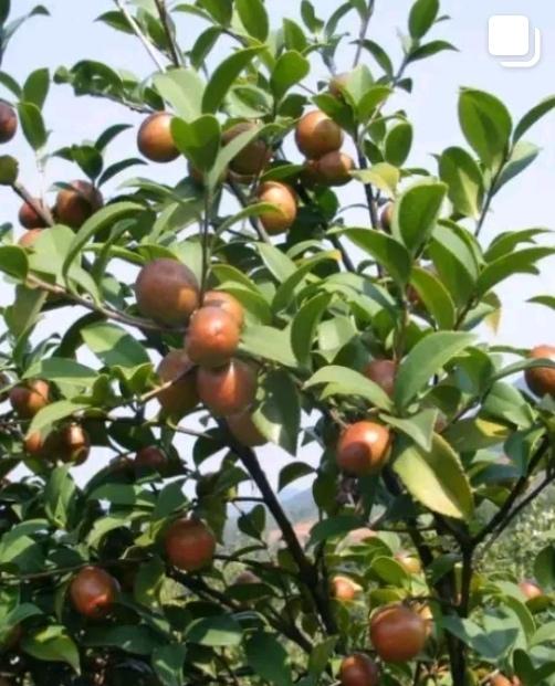 熊猫家的茶油产量猛地涨了53%！这也太给力了，连老外看了都惊掉下巴！