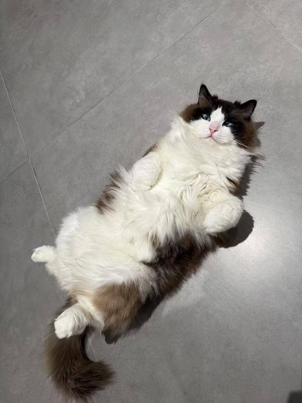 女儿今天叫我带猫去剪一下底毛，现在看起来是不是剪多了一点？​​​