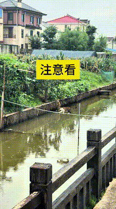 我看这个视频翻来覆去瞅了好几遍，这小猫本事是真不小，沿着河边细细的窄边往前走，跟