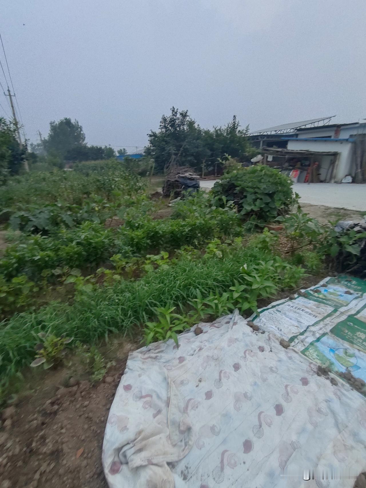 菜园里缺啥也不能缺水前段时间干旱，蔬菜你怎么浇水它都长不好，也许下了两场雨，菜