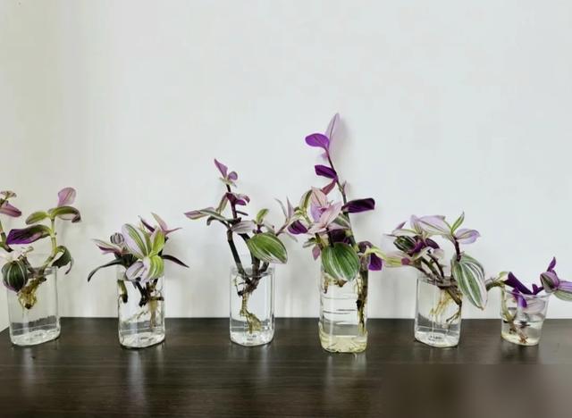 养花这么多年，居然被夏天扦插的成活率惊到了！最近好多花友分享，紫玄月、油画婚礼吊