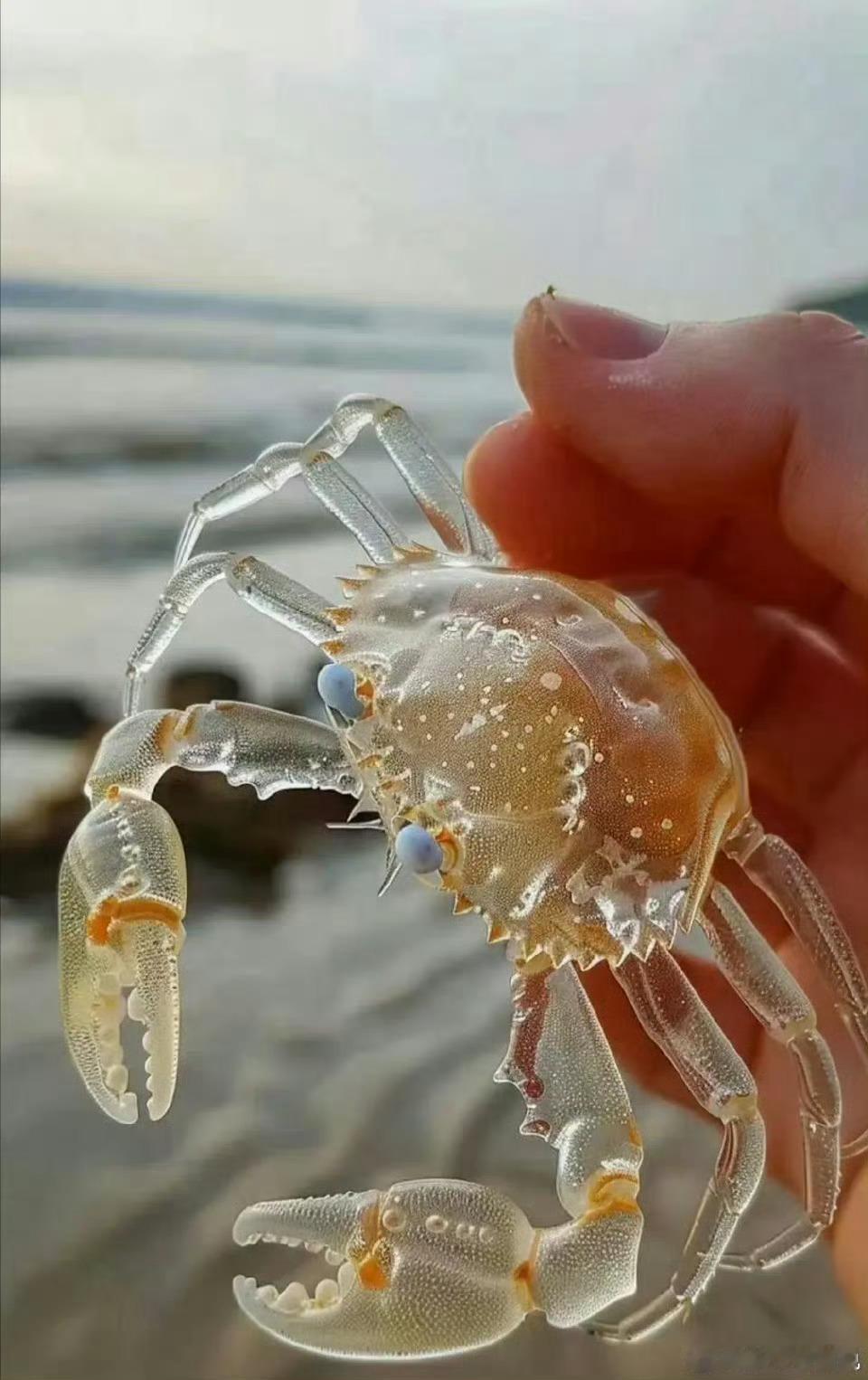 今早和家人海边赶海，妹妹运气爆棚，抓到一只玻璃蟹。外壳半透明，晶莹剔透，颜值真的