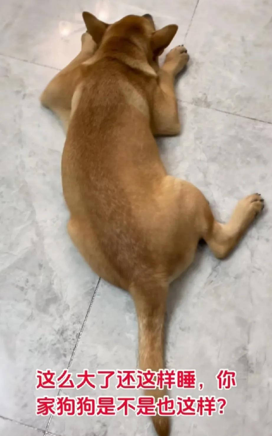 都长这么大了，还喜欢趴在地上睡，这狗正常吗？近日，有网友吐槽他家的狗狗，说它站