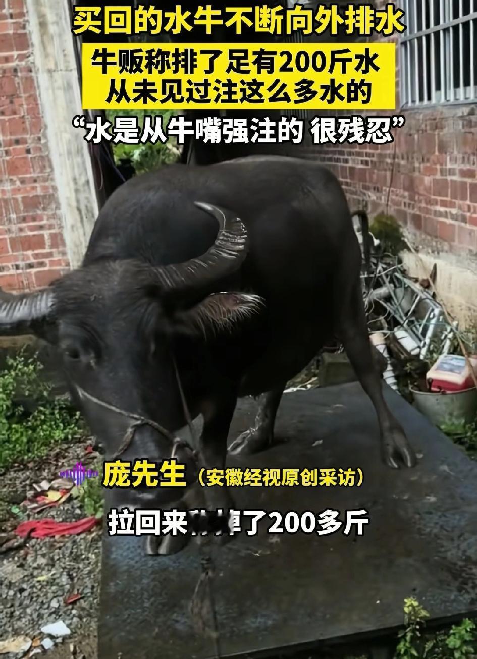一牛贩买了一头牛回到家牛一直在往外排水用称称一下足足有200斤的水卖牛的人