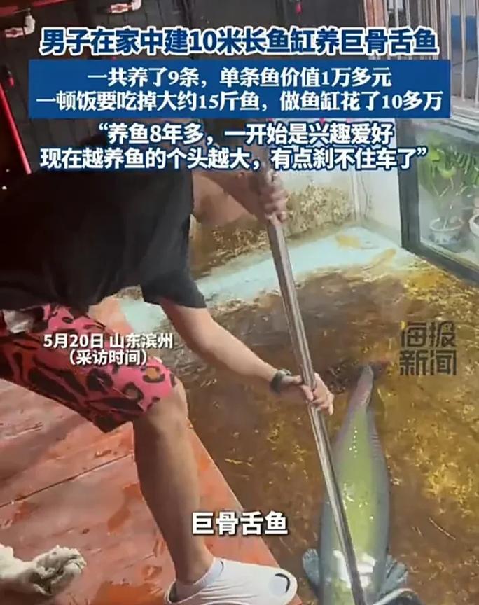 看完直接震惊了！5月20日，山东滨州一名男子发视频称，自己在家养了9条巨骨舌鱼，