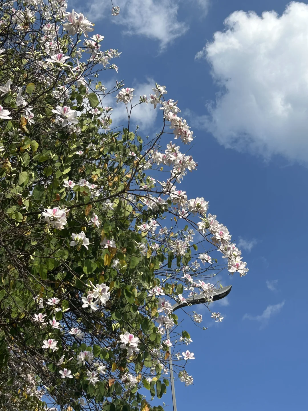 今天成都的天气也太好了吧！！！
