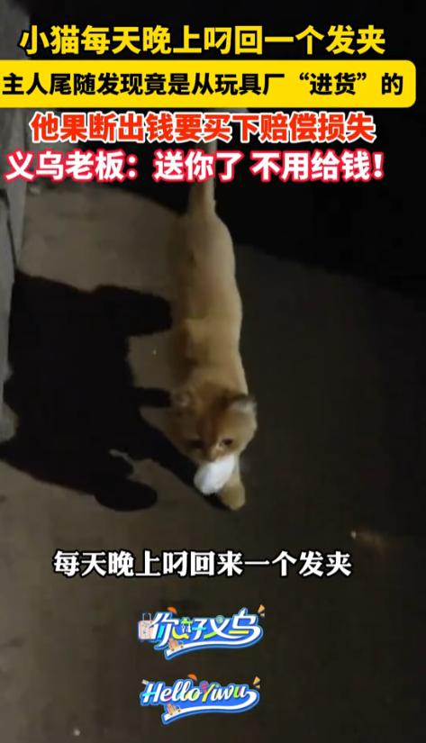 6月22日，浙江义乌，一男子最近发现自家猫咪有个奇怪的“爱好”，就是每天晚上出去