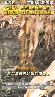 “真成精了？”10月8日黑龙江一女子带自家狗狗下地干活，没等女子开始掰玉米，狗子