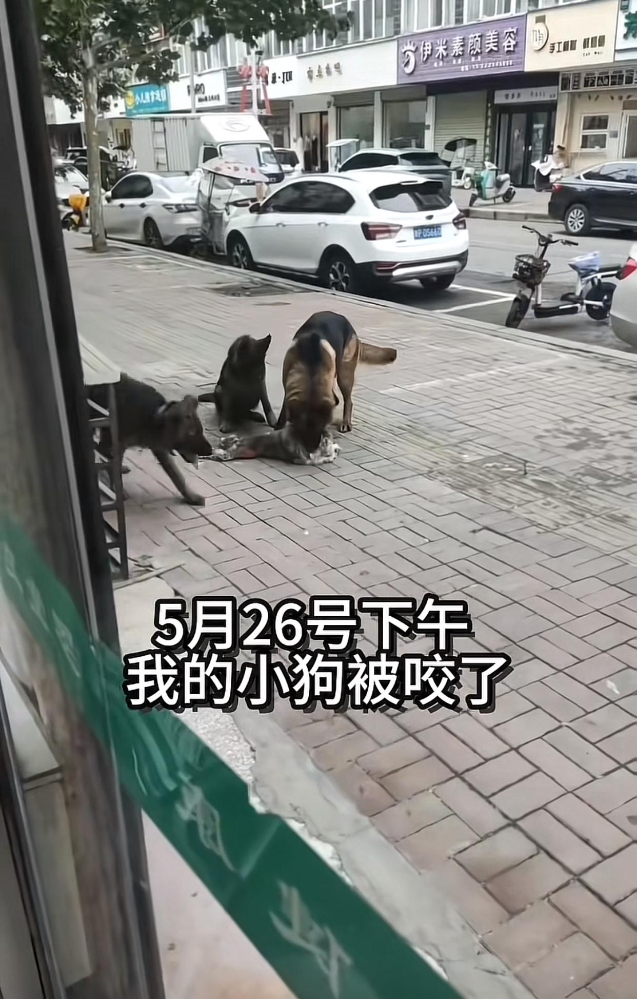 河南周口，近日一位女网友发视频称，在5月26日下午，三只德牧犬没有牵绳、没有主人