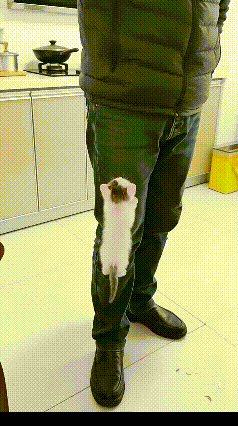 离谱！这只小猫咪的窝居然长在主人身上谁能想到啊！刷到一个视频直接给我看懵了