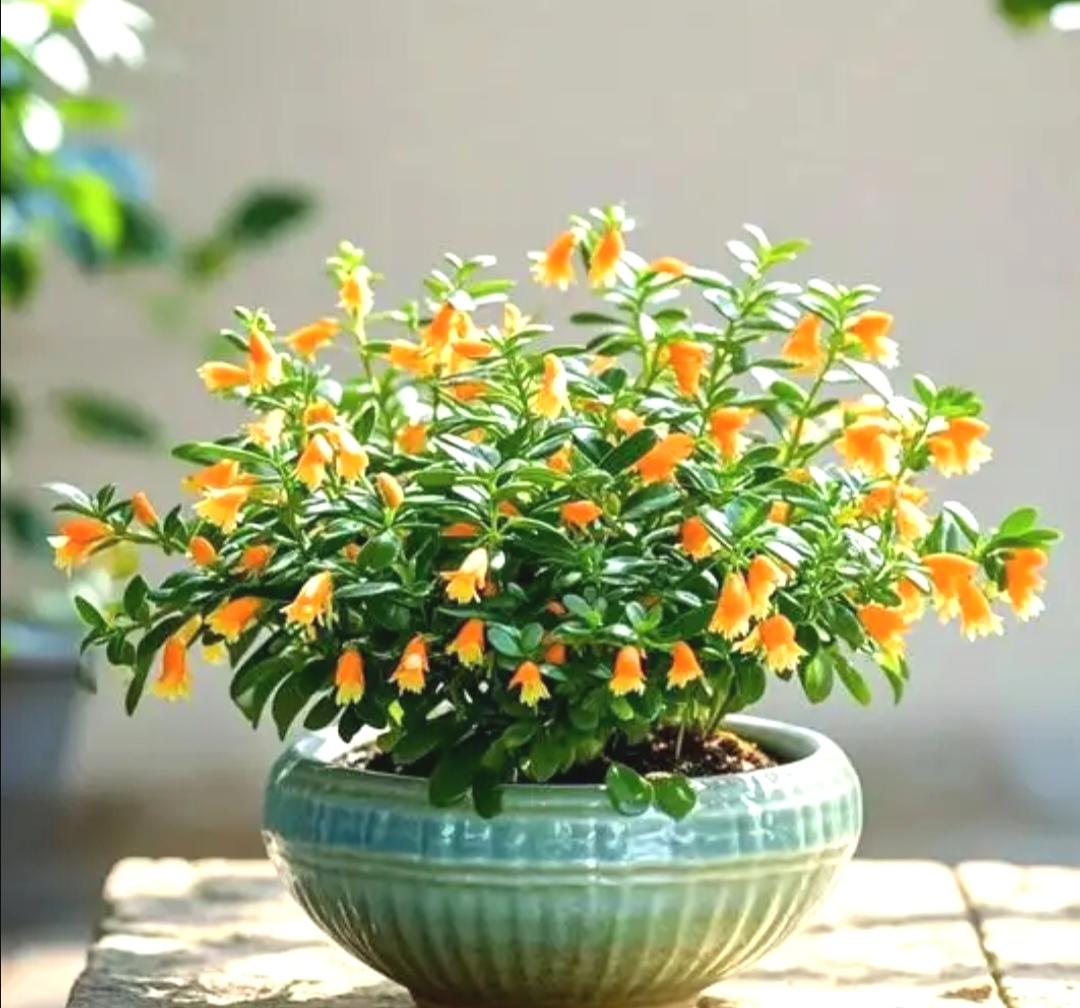 你知道如何养好花根吗？养好花根可太有讲究了。首先得选对土壤，疏松透气、排水良好