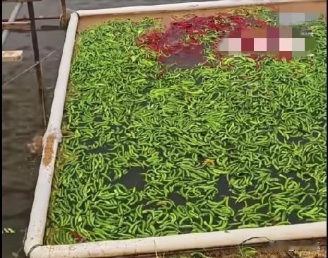 近日，湖南长沙县一鱼塘用辣椒喂鱼，鱼塘主包了600亩河塘养鱼，大概有2000多尾